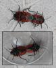 Eurydema ventralis